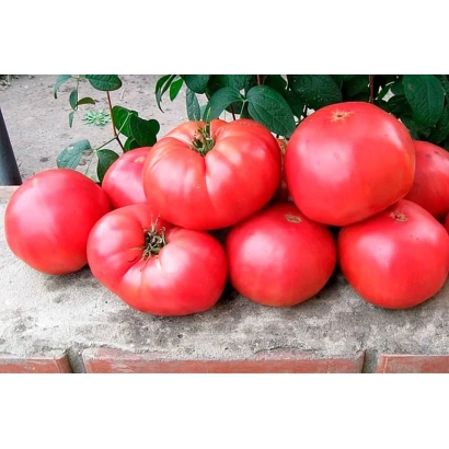 Свежие красные томаты на фоне зелени - МИЛЛАНДРО