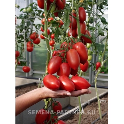 Томаты сорта МИЛЛЭННИУМ на кусте в теплице