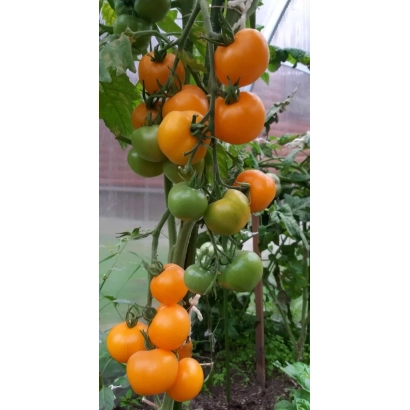 Спелые и зеленые томаты Миловичка на кусте