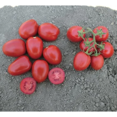 Красные томаты сорта МИЛТА на грунте