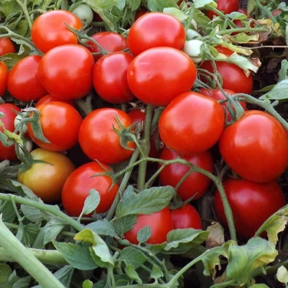 Спелые красные томаты на кусте - МИНИ БОКС