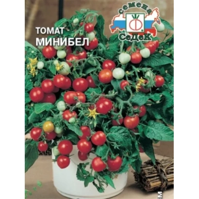 Tomato Minibel on plant in pot
