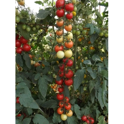 Tomatoes on vine, red and green fruits - MINCHIC
