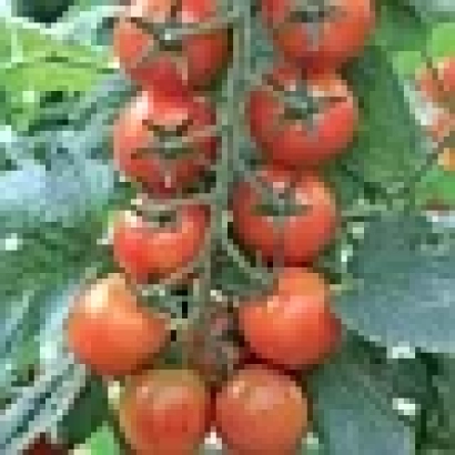 Спелые красные томаты Мио F1 на ветвях