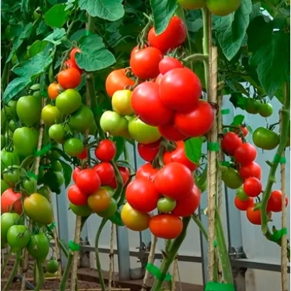 Спелые и зеленые томаты сорта Мирандалина на кусте