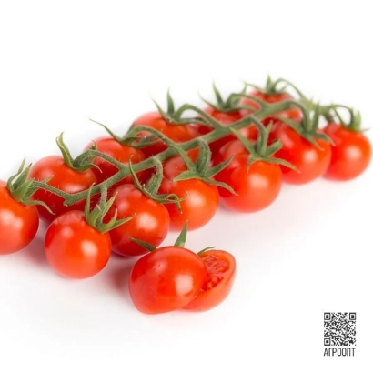Свежие помидоры черри на ветке, белый фон - МИРАНТЕ