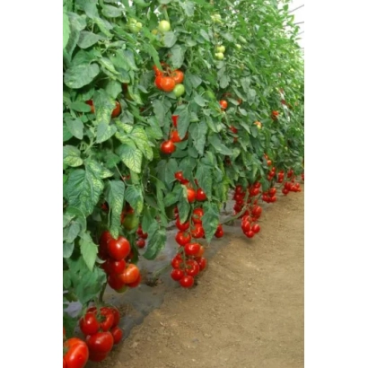 MICHEL F1 tomatoes growing on a row in a greenhouse