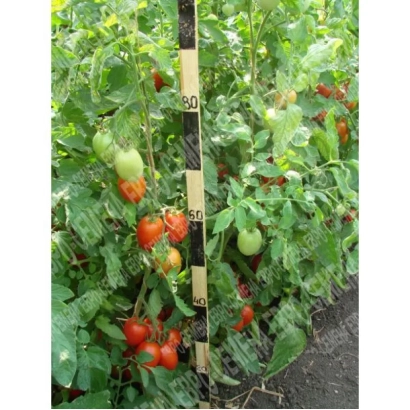 Томаты на кусте с измерительной линейкой - Митюнюшка