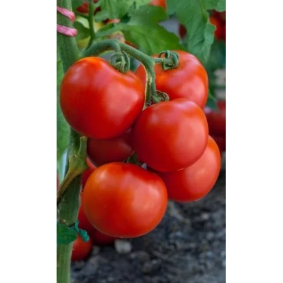 Спелые красные томаты на ветке - МЛАДШИЙ ЛЕЙТЕНАНТ