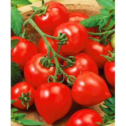 Fresh red tomatoes on vines - MY LOVE