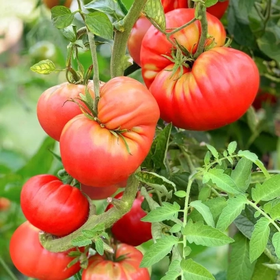 Спелые красные томаты на ветке - МОГУЧАН СТЕПАНОВА