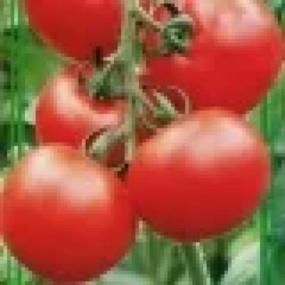 Красные помидоры сорта Мокито F1 на ветке