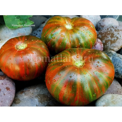 Томат з зелено-червоною смугастою шкірою на каменях - МОЛНІЯ