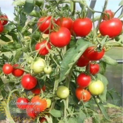 Красные и зеленые томаты сорта Момент на кусте