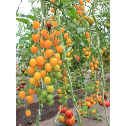 Созревающие оранжевые и зеленые томаты сорта Монисто Янтарное на кусте