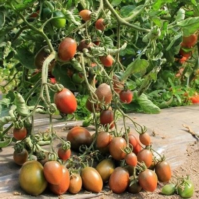 Ripening tomatoes of the Monisto Emerald variety on a wooden surface
