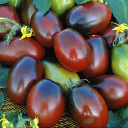 Спелые красные томаты сорта Шоколадное на ветвях - МОНИСТО ШОКОЛАДНОЕ