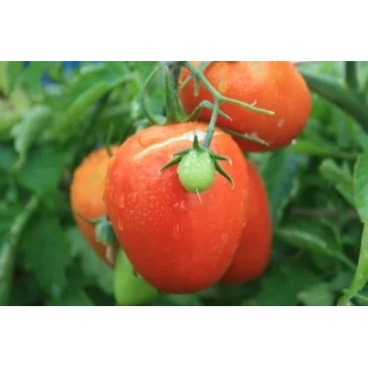 Дозрілі червоні помідори сорту Монтана на гілці