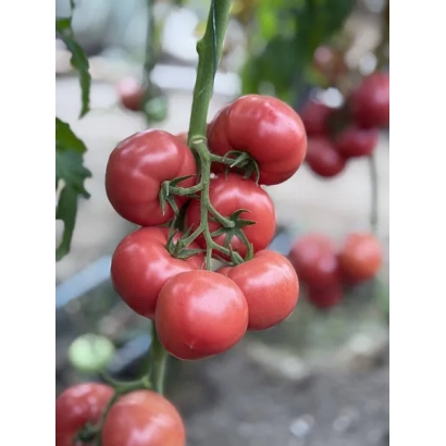 Спелые красные томаты сорта Мунсет F1 на ветке