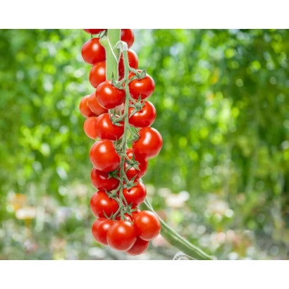 Ripe red Mops tomatoes on a vine