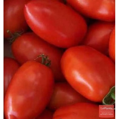 Крупный план красных томатов сорта Моряна