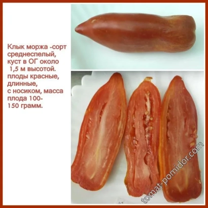 MORZH — medium-early variety, red elongated fruits, weight 100–150 grams