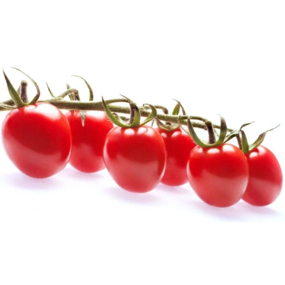 Свежие красные томаты на ветке - МТХ 600