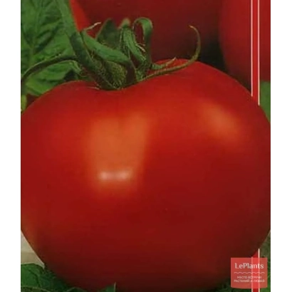 Крупный красный помидор сорта МУДРЕЦ на зеленом фоне