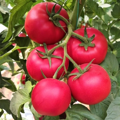 Спелые красные томаты на ветке - МУЛЬТИСТАР