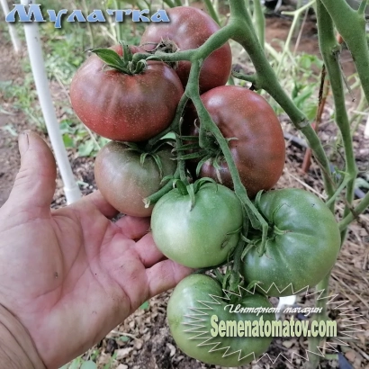 Спелые и незрелые томаты сорта Мулатка на ветке