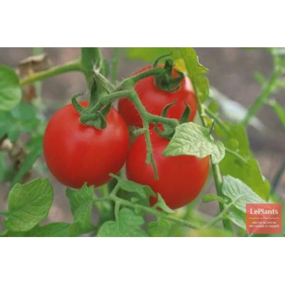 Томаты сорта МУРЗА на растении