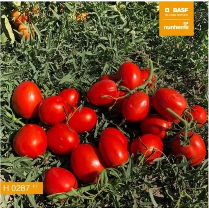 Красные томаты сорта Н 0287 на зелёной листве