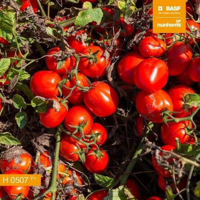 Томат Н 0507 на кущі