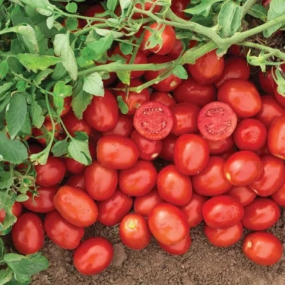 Дозрілі червоні помідори сорту Н 6416 на грядці