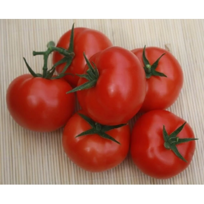 Свіжі червоні помідори на гілці - НЬЮ ВАСЮКИ