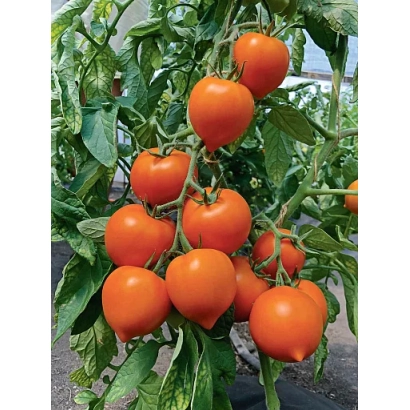 Дозрілі помаранчеві помідори на гілці - НЬЮОРАНЖ