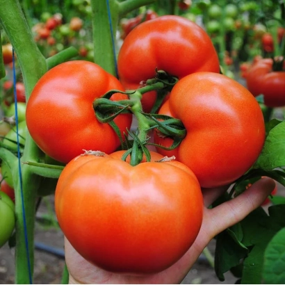 Крупный план спелых красных помидоров сорта НАДА на ветке с рукой, держащей плоды