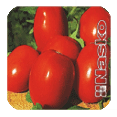 Красные томаты Надежда на фоне желтых листьев