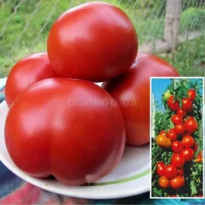 Крупные красные томаты на белой тарелке с вставкой томатов на кусте - Надёжный