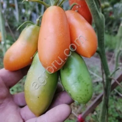 NAHID tomatoes on the plant, held in hand