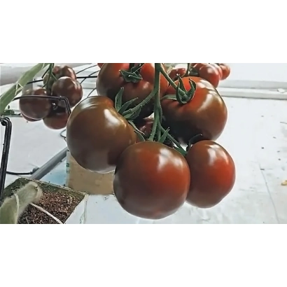 Дозрілі темно-червоні помідори сорту Наоми на гілках у теплиці - Наомі