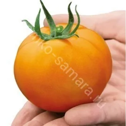 Красный томат сорта nko-samara в руке - НАРАНЖЕСТИ