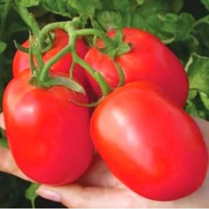 Крупные красные томаты на ветке, держатся в руке - Наско-2000