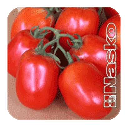 Крупный план красных томатов сорта НАСКО-2000