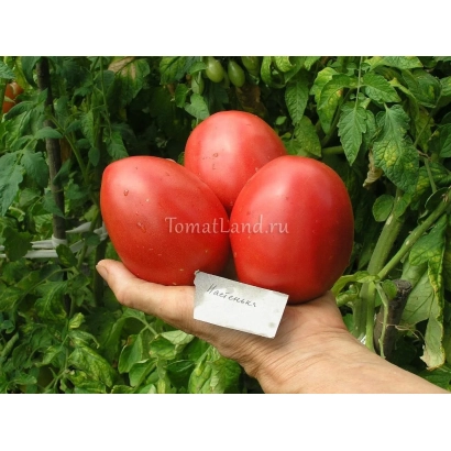 Томат Настенька в руке на фоне зелёных листьев