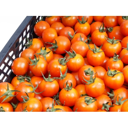 Корзина с красными томатами сорта НЕБУЛА