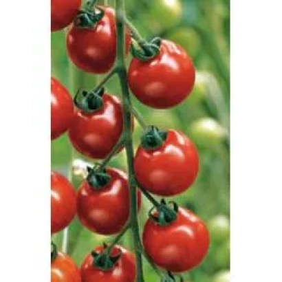 Спелые красные томаты сорта Нектар F1 на ветке