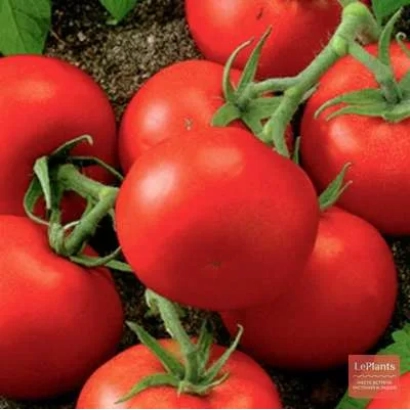 Крупные красные томаты на ветке - НЕПРЯДВА