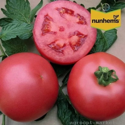 Томаты сорта Нерон на фоне зелени