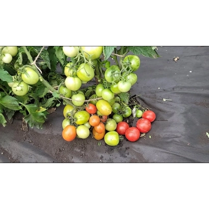 Спелые и зеленые томаты на кусте, растущие на черной пленке - Нежданный